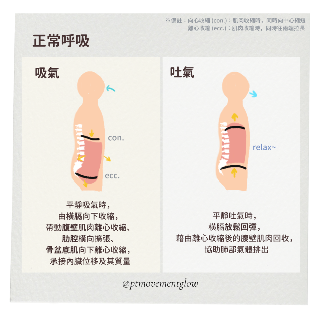 正常呼吸、吸氣及吐氣機制